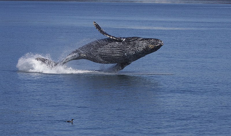 File:Breaching Humpback Whale (Megaptera novaeangliae) (9660851285).jpg