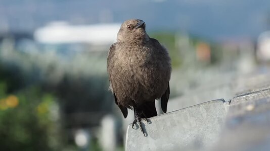 File:Brewer's blackbird by Crissy Field (16898).webm