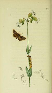 Illustration from John Curtis's British Entomology Volume 5 Britishentomologyvolume5Plate308.jpg