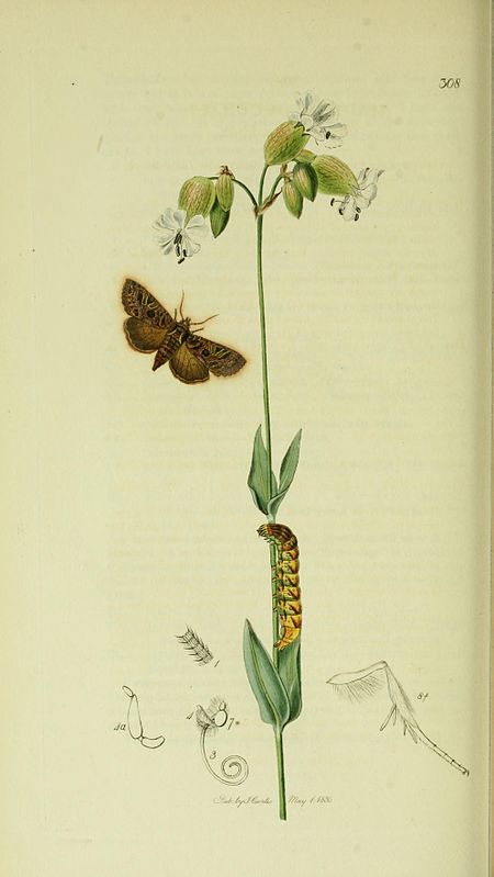 Tập_tin:Britishentomologyvolume5Plate308.jpg