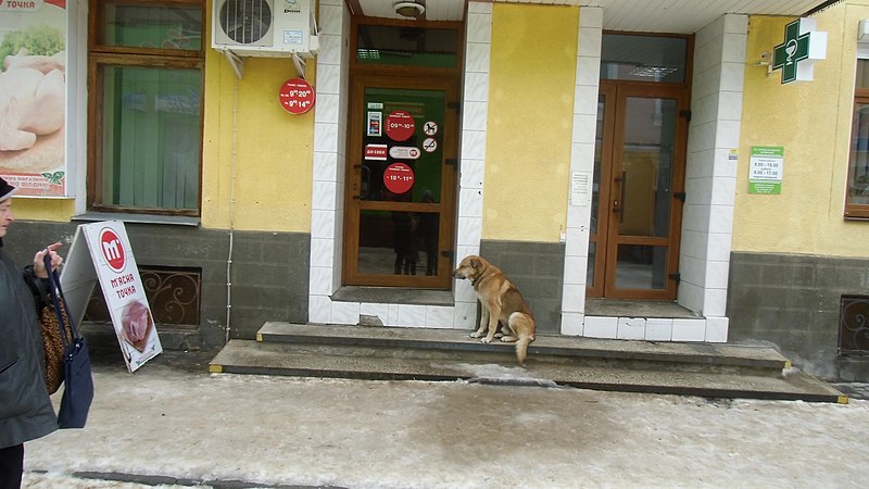 File:Brody, Lviv Oblast, Ukraine - panoramio (203).jpg