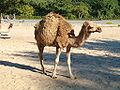 Brosen camelus1.jpg