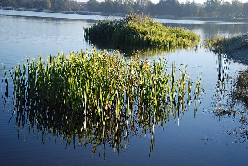 File:Brzóza Królewska, Poland - panoramio (14).jpg