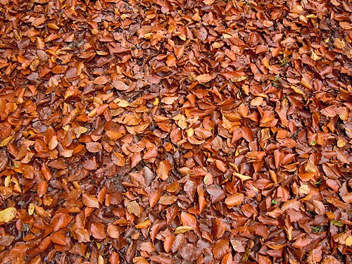 Fallen beech leaves on a forest track in Reinhardwald in Hesse in Germany near Weißehütte