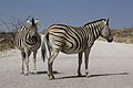 Zebra, Namibia