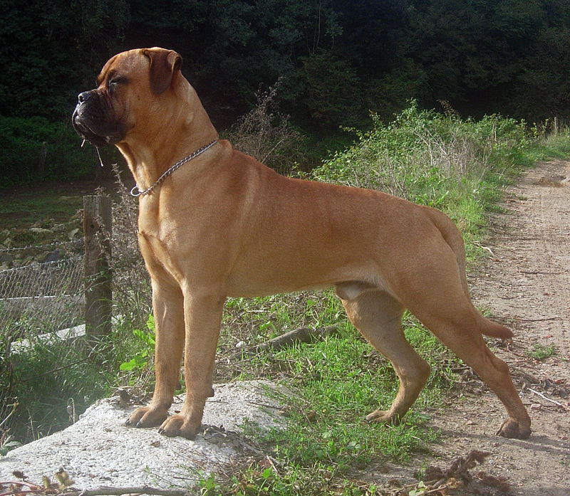 how long does it take a bullmastiff to be full grown