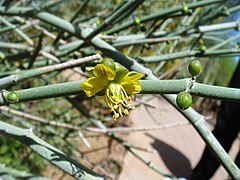 Bulnesia retama (Zygophyllaceae)