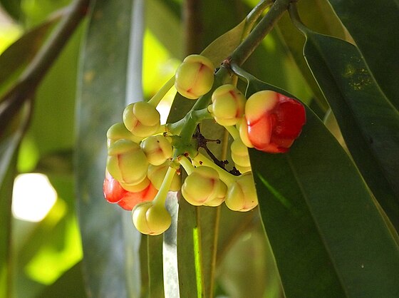 Garcinia atroviridis