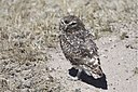 Burrowing Owl (4303107856).jpg