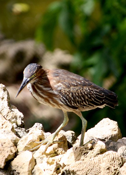 File:Butorides virescens on Barbados-03.jpg