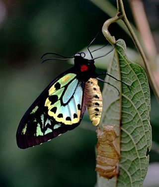 <i>Ornithoptera richmondia</i> Species of birdwing butterfly