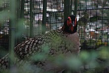 Cabot's tragopan (female) Cabot's Tragopan.JPG