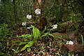 Calanthe triplicata