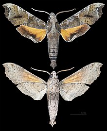 Callionima calliomenae MHNT COUPE 2010 0 156 El Guapo Venezuela mâle.jpg