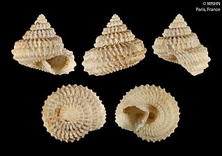 <i>Calliotropis echidnoides</i> species of mollusc