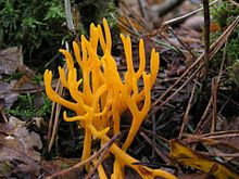 Calocera viscosa 1.jpg