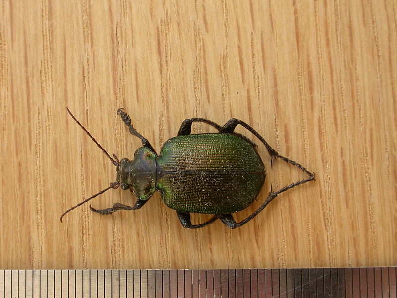 File:Calosoma schayeri (3030184659).jpg