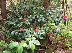 Camellia japonica var. decumbens 3.JPG