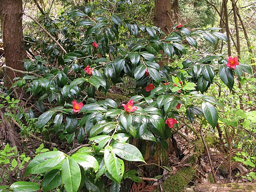 Camellia japonica var. decumbens 3