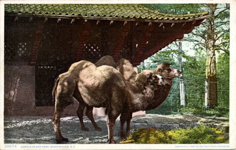 File:Camels in Zoo Park (NBY 9701).jpg