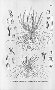 plate 106 Campylocentrum fasciola, Campylocentrum amazonicum