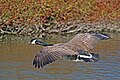 * Nomination Canada goose (branta canadensis) --Charlesjsharp 14:05, 2 September 2022 (UTC) * Promotion Good quality --PantheraLeo1359531 15:28, 2 September 2022 (UTC)