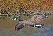 Canada Goose Branta canadensis, in flight at Blenheim Palace, Oxfordshire Canada goose (Branta canadensis) in flight.jpg