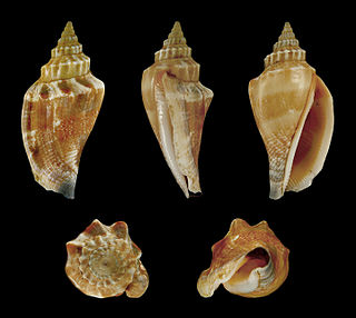 <i>Canarium olydium</i> Species of gastropod