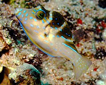 Canthigaster coronata.jpg