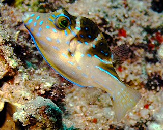 <i>Canthigaster coronata</i> Species of fish
