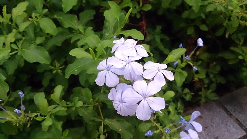 File:Cape Leadwort (Plumbago auriculata) 1.jpg