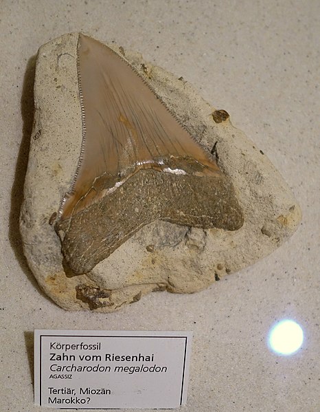 File:Carcharodon megalodon, tooth - Naturhistorisches Museum, Braunschweig, Germany - DSC05260.JPG