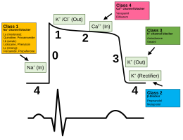 ventricular action potential