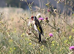 Carduelis carduelis - Черноголовый щегол