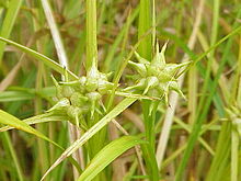 Carex greyi1.jpg