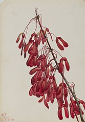 Carolina Maple (Acer carolinianum)