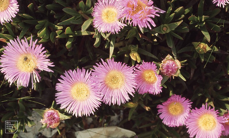 File:Carpobrotus acinaciformis. Molay bou Selham (37497822430).jpg