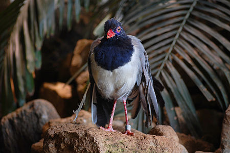 Tập_tin:Carpococcyx_renauldi_-Toronto_Zoo,_Ontario,_Canada-8a.jpg