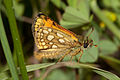 Gelbwürfeliger Dickkopffalter (Carterocephalus palaemon)