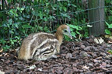 Juvenile southern cassowary Casuarius casuarius -Artis Zoo, Netherlands -chick-8b.jpg