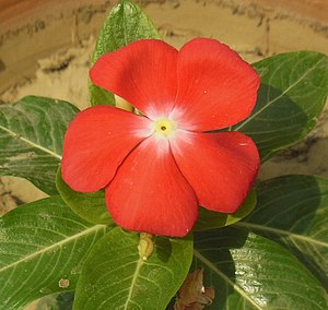 Red cultivar of Madagascar Periwinkle
