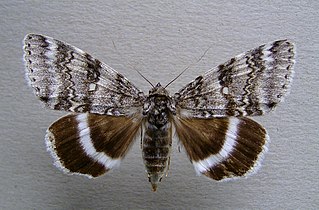 <i>Catocala relicta</i>