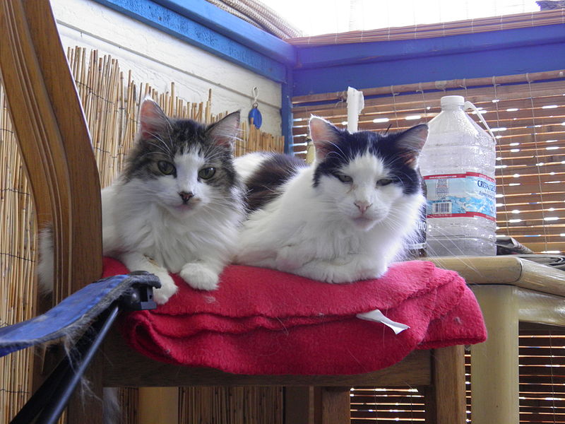 File:Cats on chair.JPG