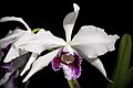 Cattleya purpurata