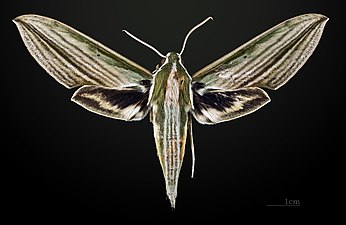 Cechenena lineosa ♂