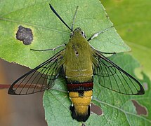 Cephonodes hylas (Sphingidae, Macroglossinae)