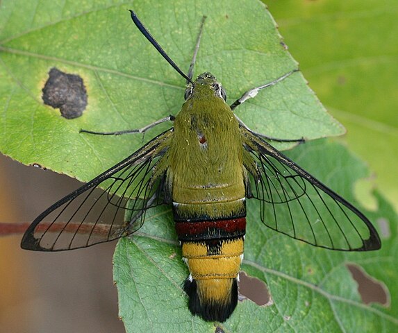 Coffee Bee Moth 573px-Cephonodes_hylas_2011-11-06