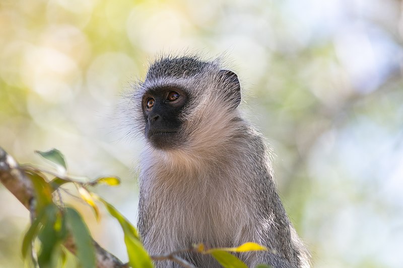 File:Cercopiteco verde (Chlorocebus pygerythrus), parque nacional Kruger, Sudáfrica, 2018-07-25, DD 41.jpg