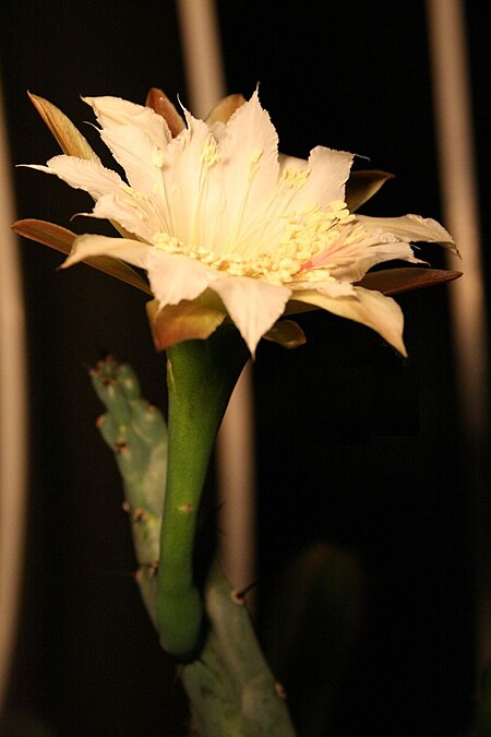 Tập_tin:Cereus_spegazzinii.jpg