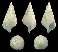 Cerithium nesioticum (Island Horn), shell, juvenile